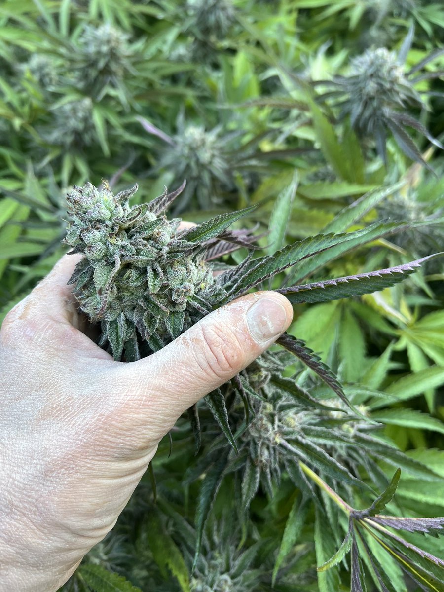 GalacticFarmer1's tweet photo. I can’t wait to light one of these up!!! That’s my favorite part about growing weed. It isn’t the money, it’s the weed!!!! #Cannabis #Weed #Smoke #LightOneUp #CannabisCommunity https://t.co/NcaquAHqKj