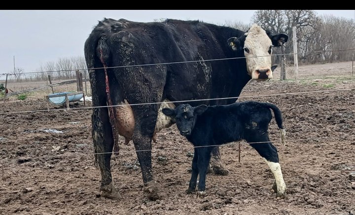 #martesdeterneros 🫶🏽🐄🐄mí chiquita grande