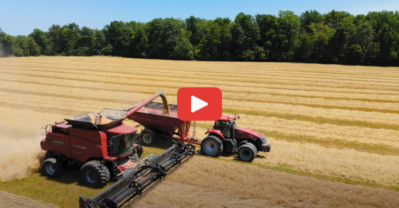 OntAg's tweet photo. #OntAg Harvest...

The fields have turned golden, which means wheat harvest has started for Ontario farmers! Check out this video from the @OntarioFarms to learn all about how wheat is grown.

Wheat's journey from the farmer's field to your fork 🔽