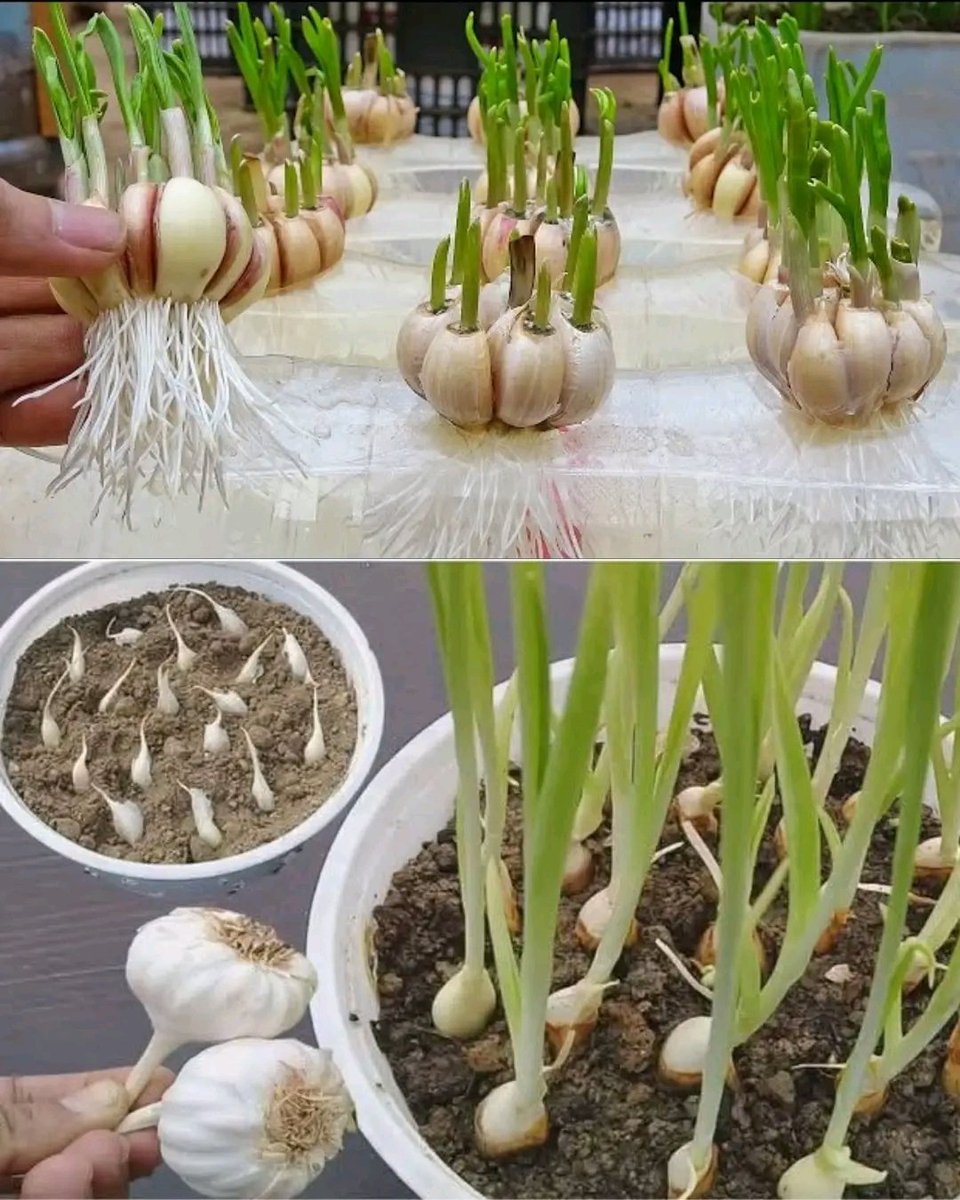 Usanande's tweet photo. Never Buy Garlic Again – Grow Your Own Indoors with These 8 Simple Steps (See in  Comment section) https://t.co/o2PtwvoW85