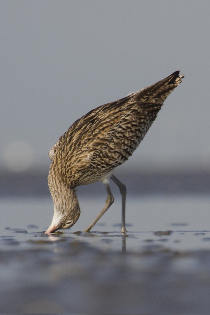 Happy World Photography Day! 
QT with your #photography

"Crooked neck"
15 #tezos 
3 edition
objkt.com/tokens/KT1VHox…