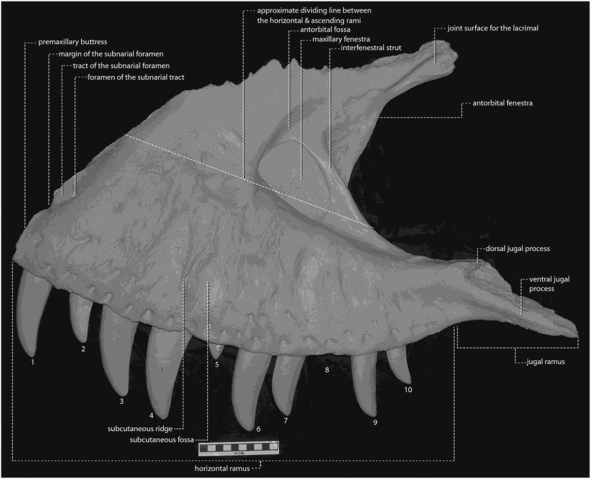 Observações sobre o crânio do espécime-tipo de Tyrannosaurus rex Osborn, 1905 tandfonline.com/doi/full/10.10…