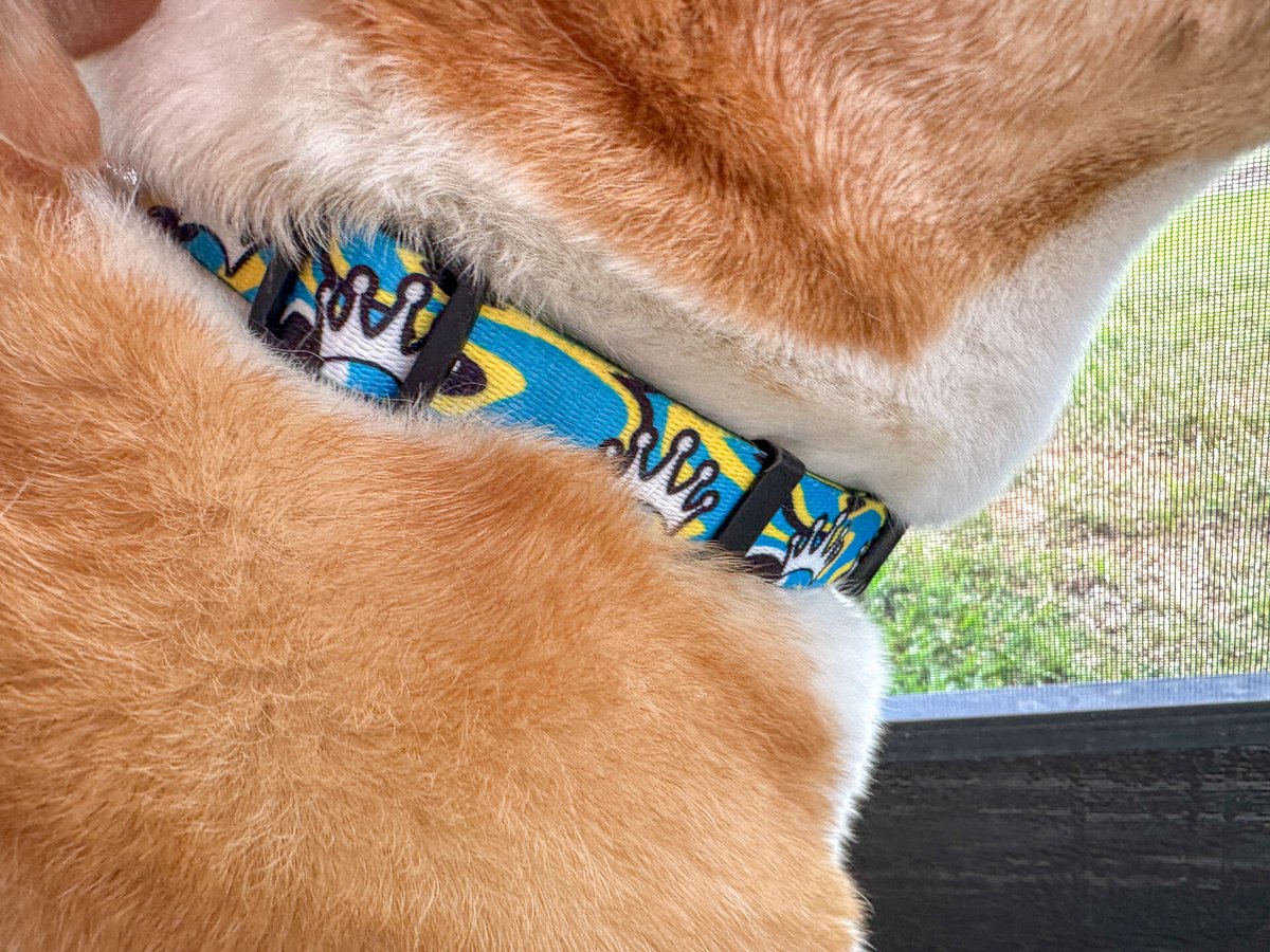 PotcakeNFT's tweet image. ✨ Potcake Rescue Collars! 🐾
Bold. Bright. Island vibes. 🌊☀️

Every purchase helps save Potcakes. 💛
👉 Shop now: potcakerescue.com/shop/p/crown-l…

#PotcakeRescue #RealImpact