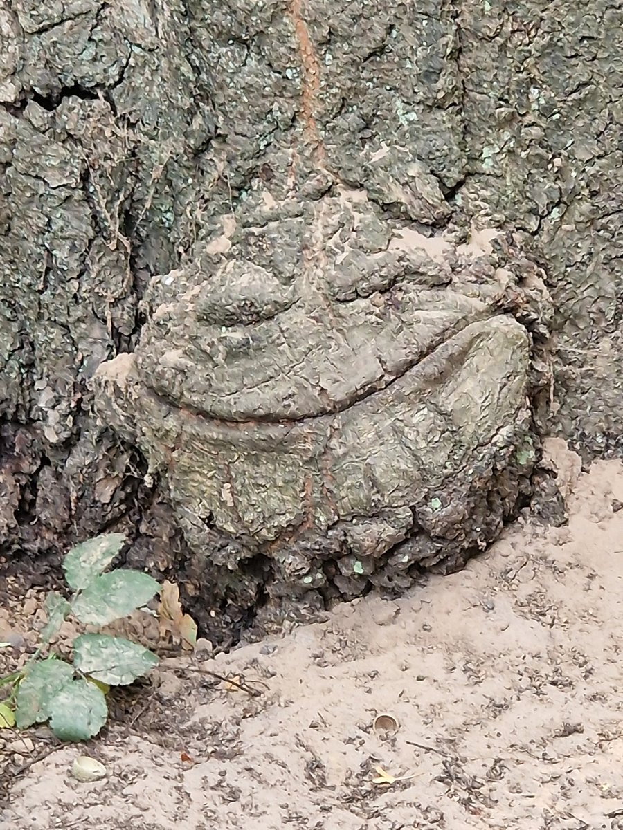 Walking Poppy, anyone seeing this?! 😆