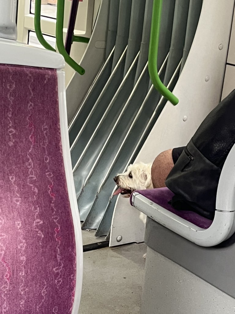 Dogs on the bus are one of those things that makes my day. Turns out dogs on the tram are just as good. This good dog seems to be having a great journey <a href="/WMmetro/">West Midlands Metro</a>