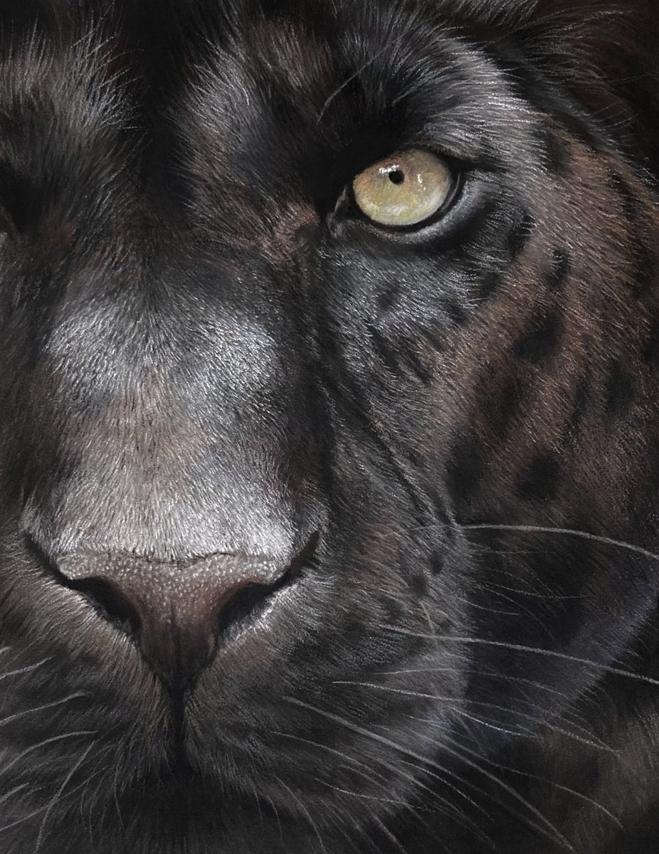 Black Panther. Undecided as to if it's a jaguar or leopard not too fussed, well and truly winged it haha. Pastel pencil and soft pastel on pastelmat. Hope everyone's well 🙂.
#art #artistry #artwork #artworks #artistic #artdrawing #sketchart #artsketch #artdrawings #wildlife