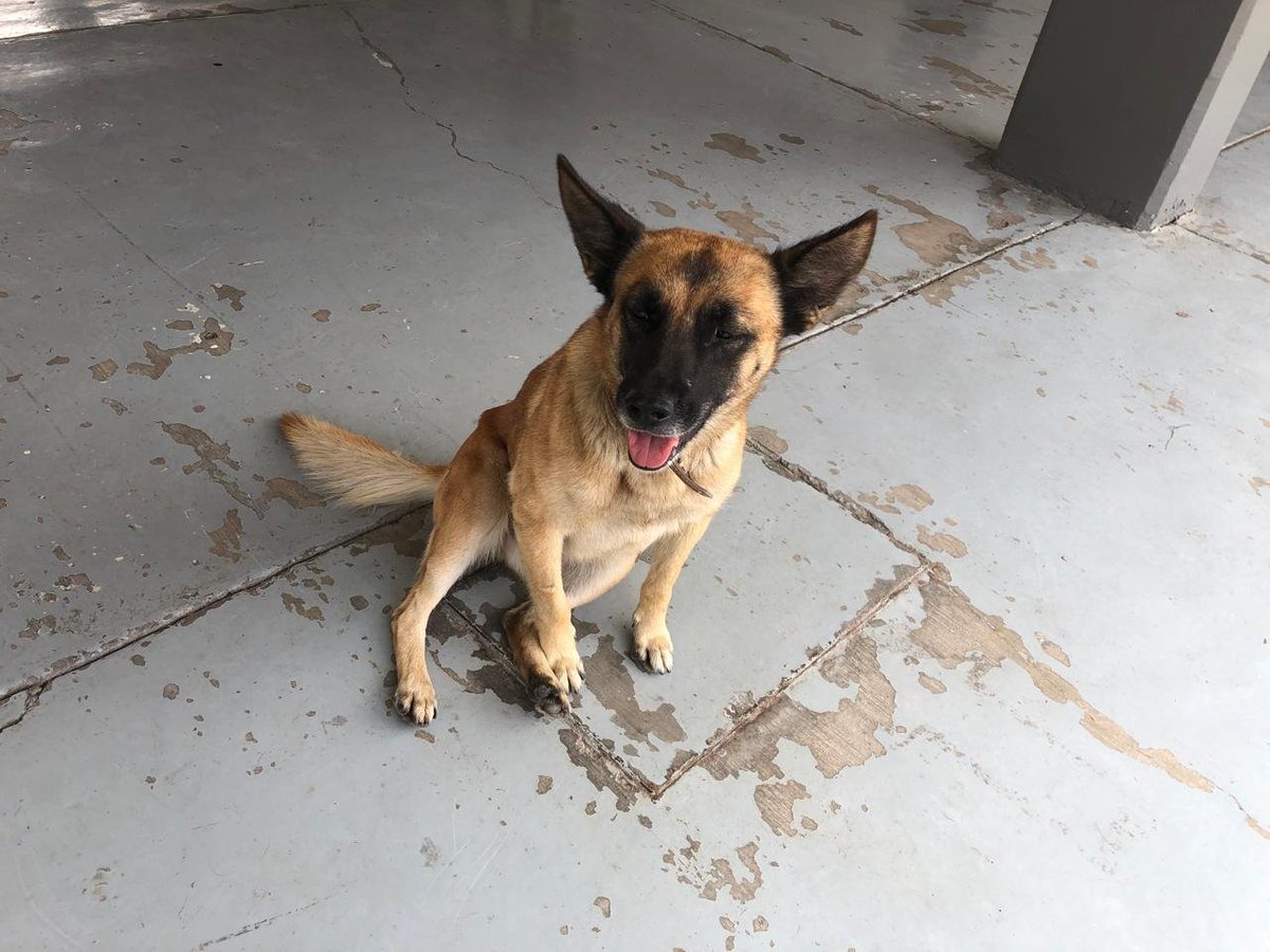 #FOTOGALERÍA 📷  En el ICATMI somos aliados de los perros y gatos en cada una de nuestras instalaciones, donde nuestro personal promueve el cuidado responsable de mascotas con la adopción de animales de compañía como guardianes, dotándoles de un hogar seguro y alimento.