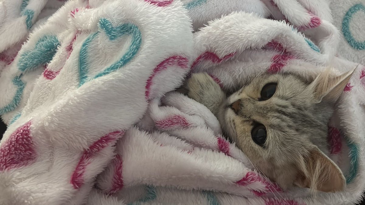 Salem Al-Zahrani tweet media