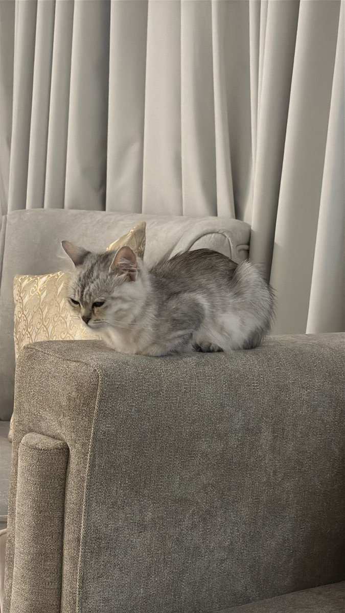 Salem Al-Zahrani tweet media