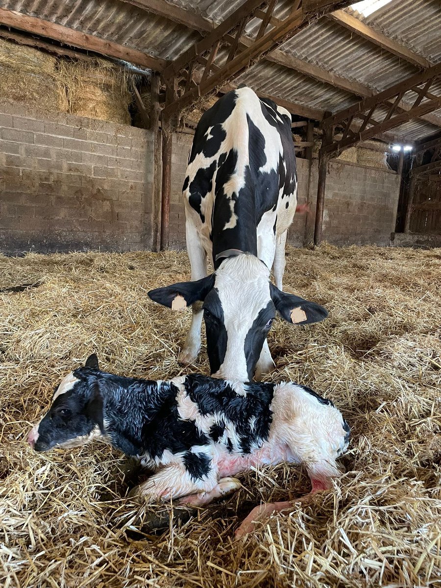 Magique 🤩

UNIVERS est maintenant une maman, elle donne naissance à une femelle !

UNIVERS, c’est la génisse que j’ai baladé pour les concours il y a plus d’un an, comme dirait le copain : « Y’a du chemin parcouru là ». Il n’a pas tord 😍