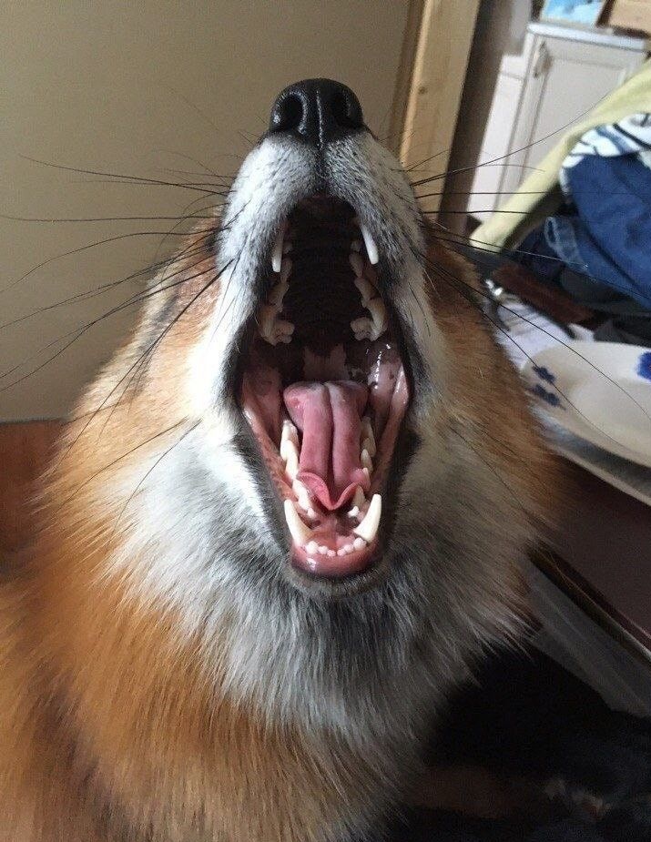 🍁 𝓣𝓱𝓮 𝓕𝓸𝔁 𝓛𝓲𝓯𝓮 🌾🦊 (@thefoxlife) on Twitter photo 