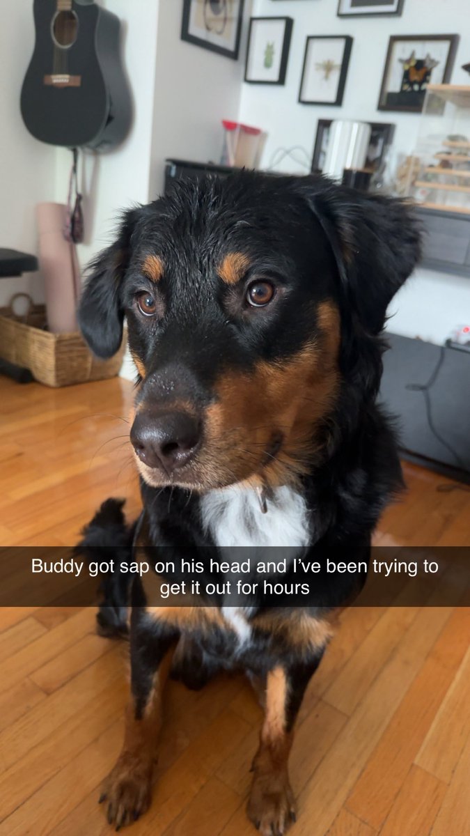 Pooingcat tweet media