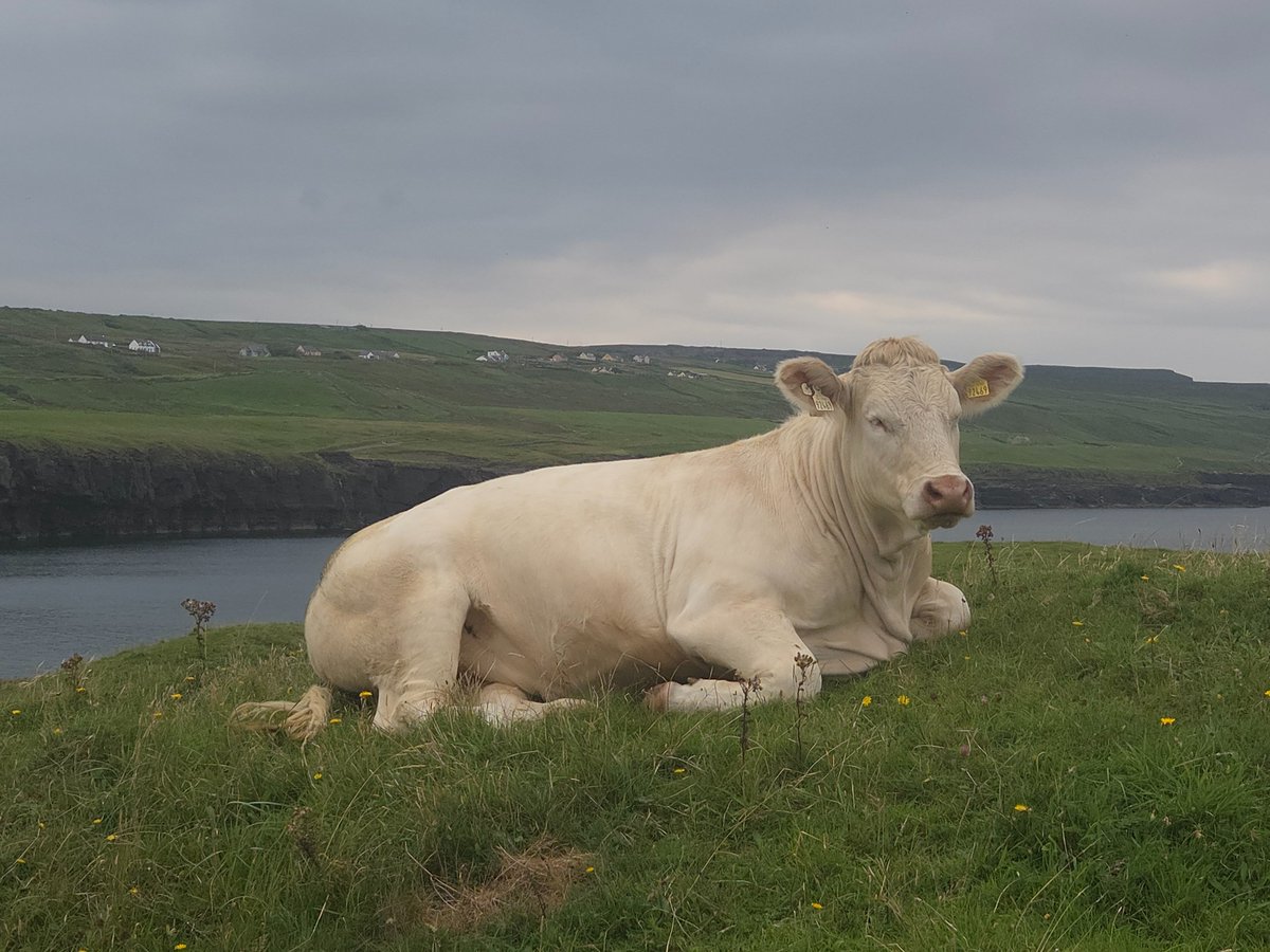 Tuesday vibes

Doonagore Ubeauty relaxing by the sea 🌊💛

#charolais
#wildatlanticway