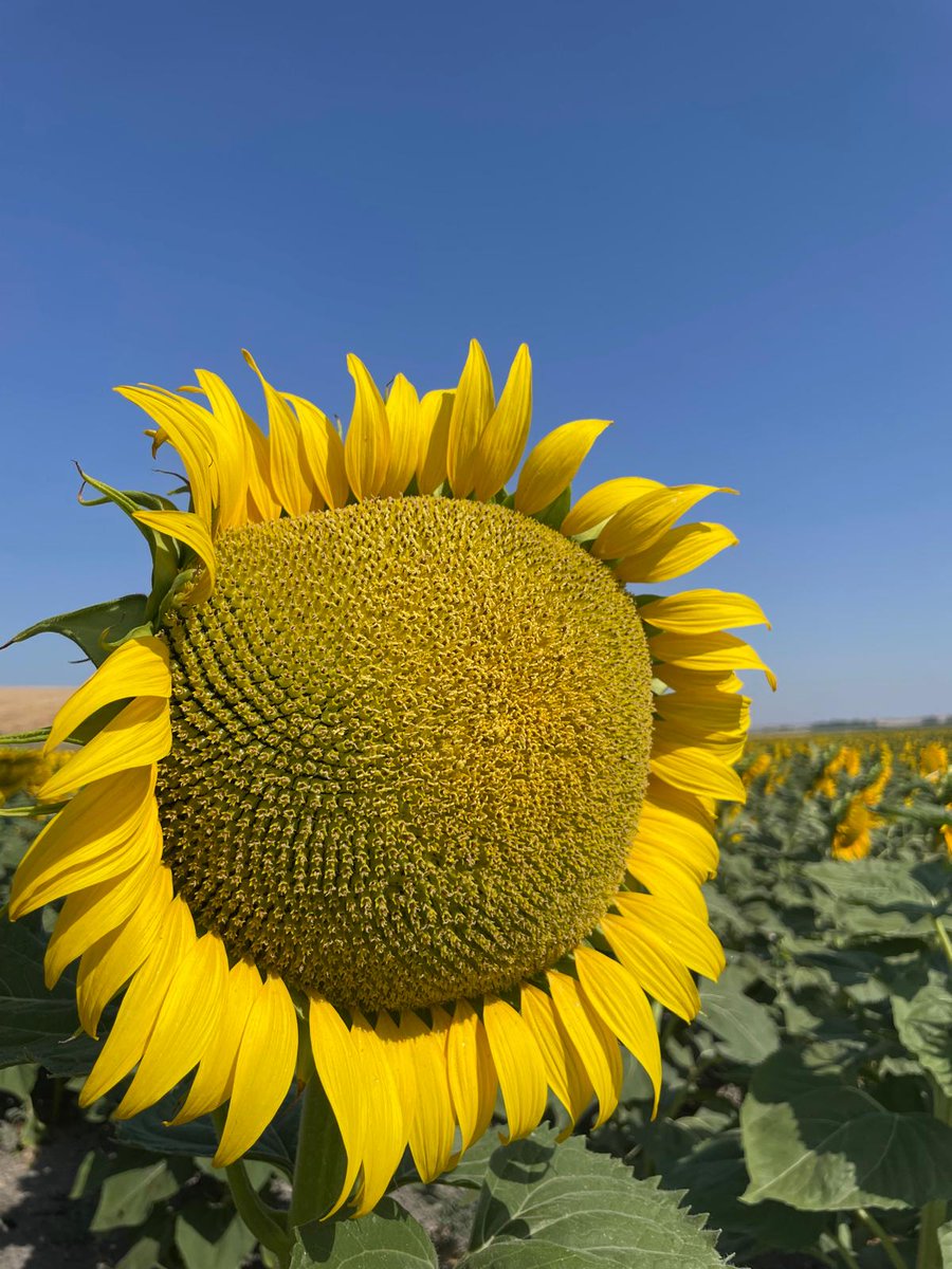 📸 Las imágenes desde el campo lo confirman: Suzuka HTS y Subeo HTS están en un estado espectacular 🌻

🌡️ Incluso en agosto, con condiciones extremas, muestran un desarrollo sobresaliente: porte equilibrado y capítulos llenos.

🔍 Seguridad y rendimiento asegurados. Más info 👉