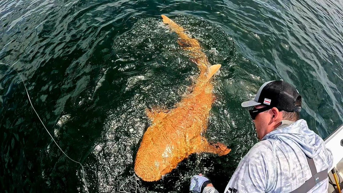 COSTARICA: Two fishermen, Garvin Watson and Juan Pablo Solano were fishing  off the coast of Costa Rica in August 2024, when they caught a 1.8m  predator - an orange coloured shark.