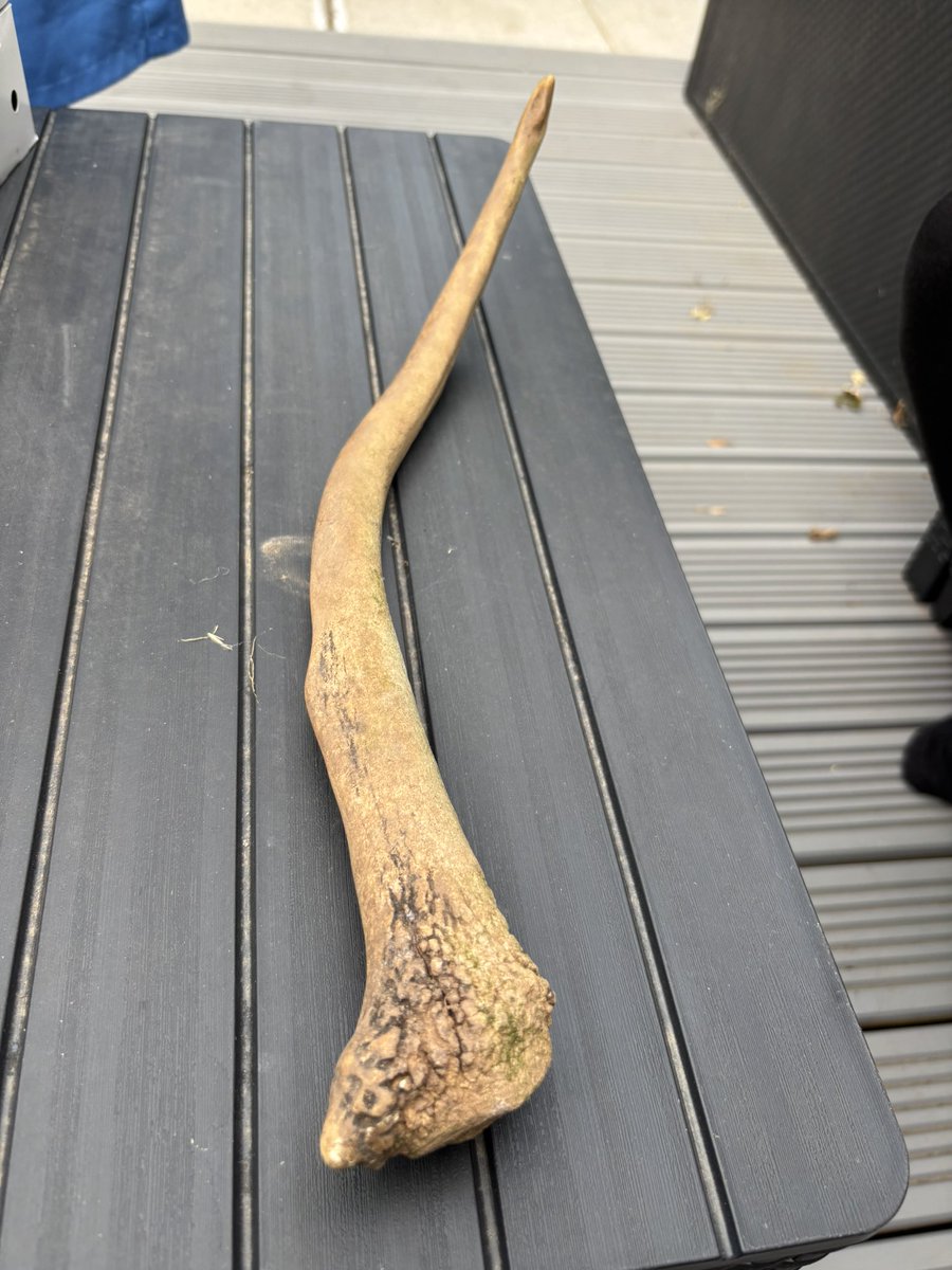 Leanne’s laid claim to the antler as she seems particularly fond of it. I show her all sorts of treasures that I’m able to unearth and she doesn’t bat an eyelid. Bring home an antler and she’s ecstatic 😂😂😂