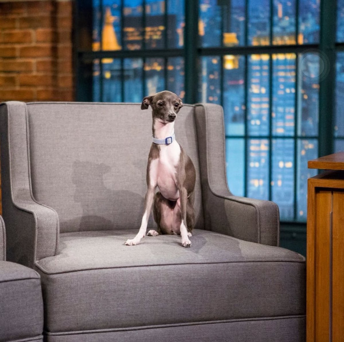 rest in peace frisbee 💔