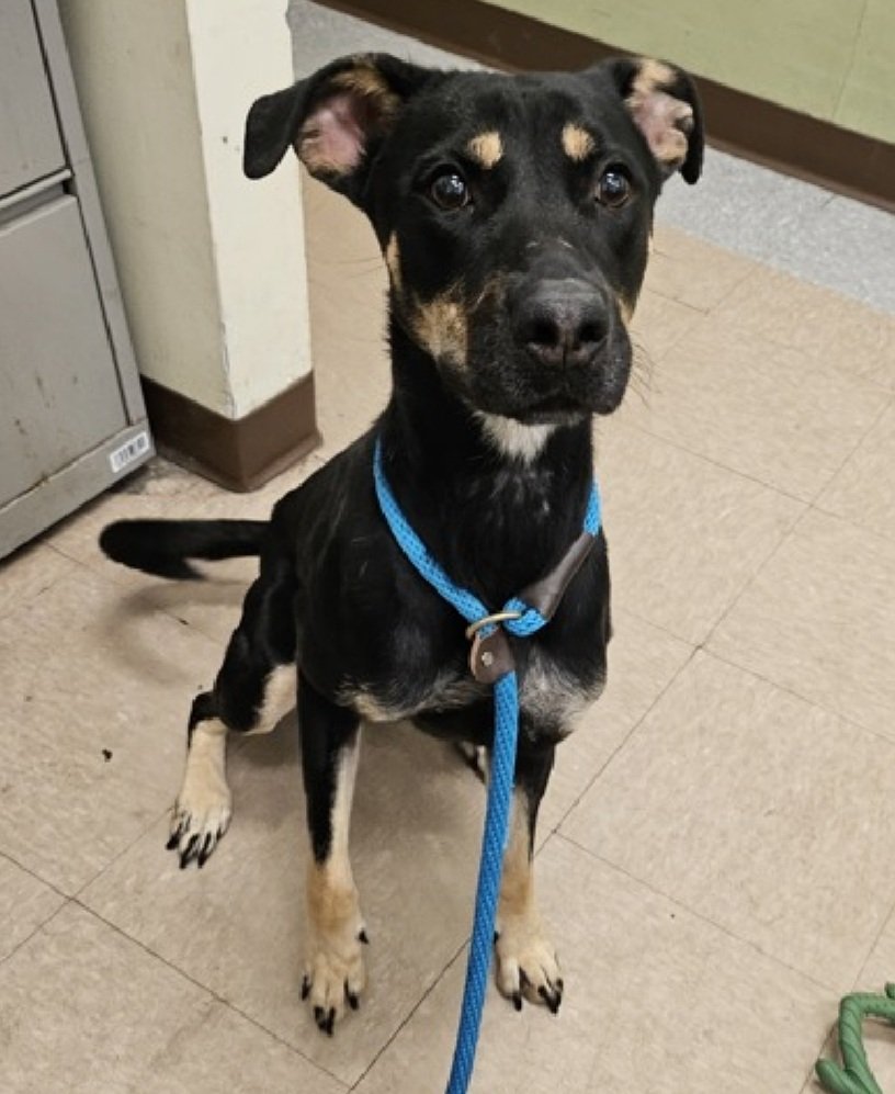 Julie๐ป๐พ (@myboxerluvmac1) on Twitter photo ๐Slim๐
#NYCACC #210784 4y
โช๏ธKILL COMMAND โ๏ธ
Precious sweetie's๐, flagged 4 cruelty/abuse!
Emaciated, needs TLC, not death!
Pretty girl wants 2 trust + give u all of her heart.
Deserves loving, N.East #Foster/#Adopter, 4 security, 2 blossom.
DM <a href="/CathyPolicky/">Cathy Policky</a>
Pls #pledge
๐S ๐Slim๐
#NYCACC #210784 4y
โช๏ธKILL COMMAND โ๏ธ
Precious sweetie's๐, flagged 4 cruelty/abuse!
Emaciated, needs TLC, not death!
Pretty girl wants 2 trust + give u all of her heart.
Deserves loving, N.East #Foster/#Adopter, 4 security, 2 blossom.
DM <a href="/CathyPolicky/">Cathy Policky</a>
Pls #pledge
๐S