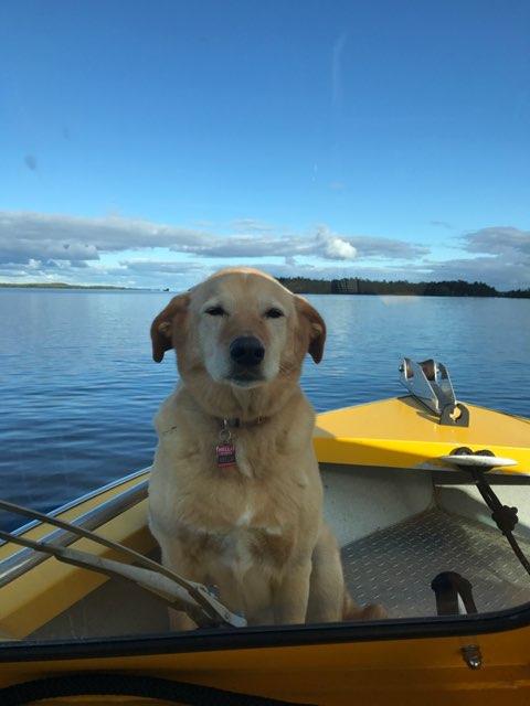 VoyageursOut's tweet photo. We're entering the dog days of summer. The water is warm, the sky is clear, and the bugs are gone. What's your favorite summer adventure? Share your thoughts in the comments! Your adventure is out there... #findyourpark #YourAdventureIsOutThere #rainylake https://t.co/UUnxrAlvr6