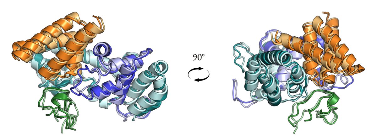We have a new collection of protein structure generative models which we call Protpardelle-1c. It builds on the original Protpardelle and is tailored for conditional generation: motif scaffolding and binder generation.