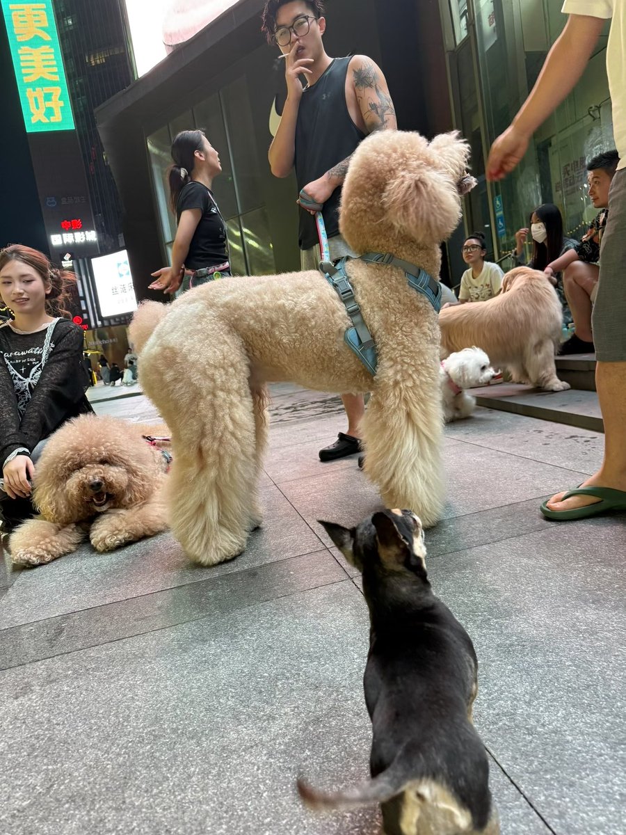 ATS700's tweet photo. 好可爱的狗狗 https://t.co/wdrYBiDNng