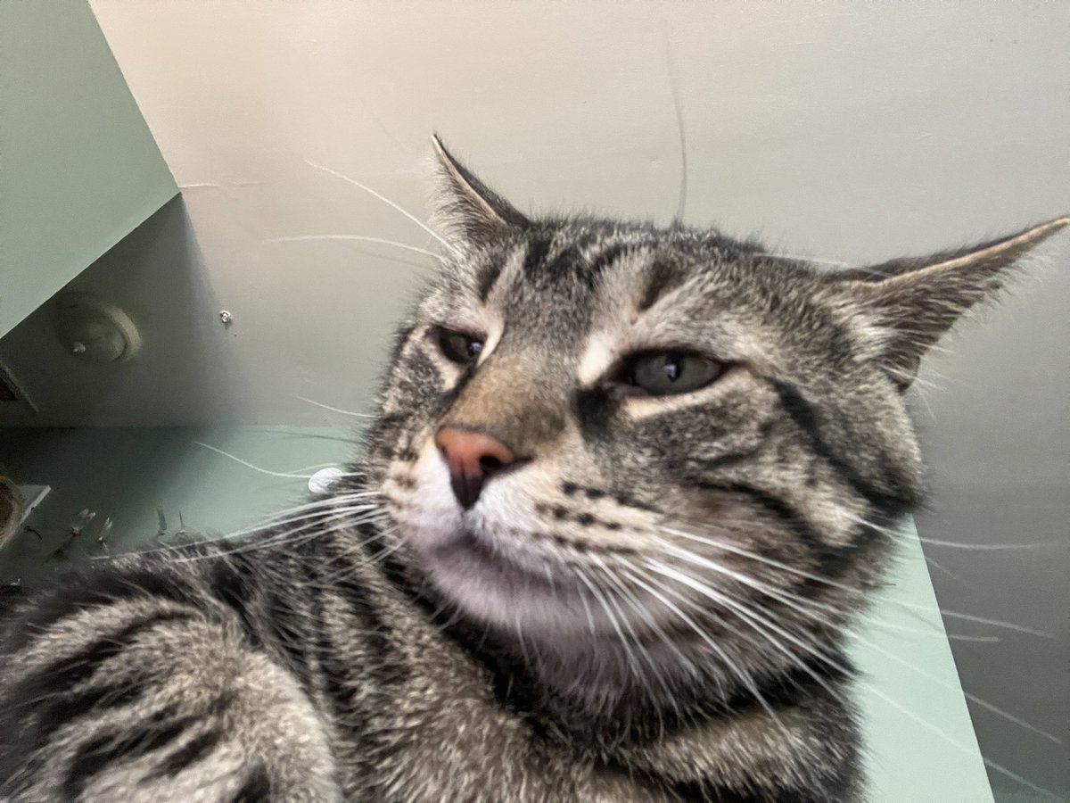 the world's first CAT SELFIE!!!! 10000% real. not fake