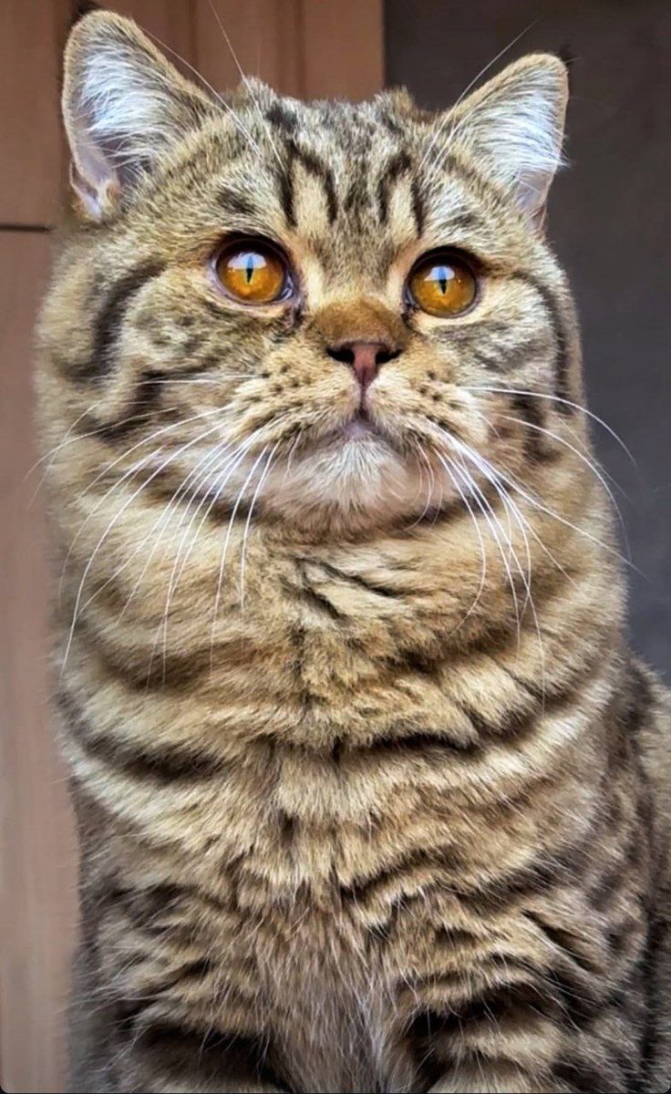 GelSalimPrajogo tweet media