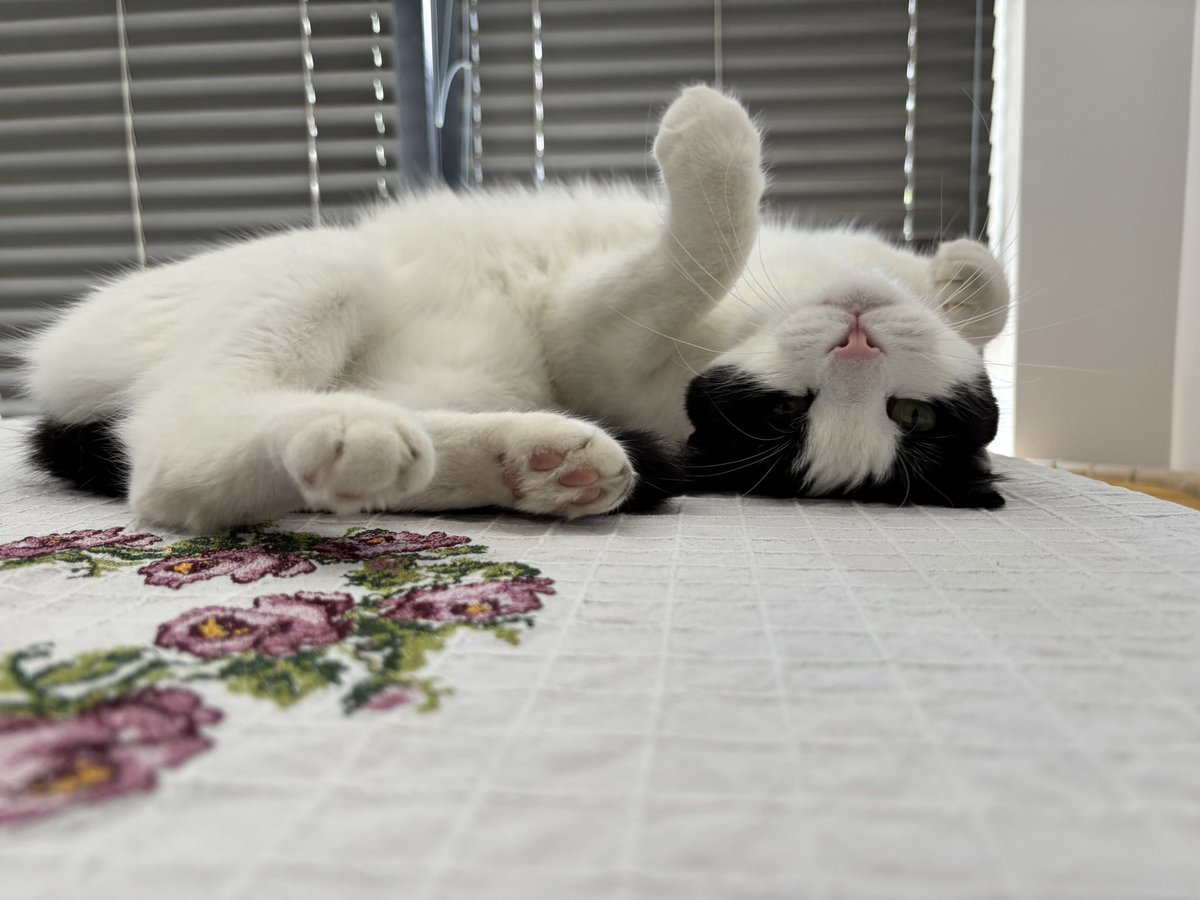 Coffee nin Babası (@muhsin_deveci) on Twitter photo Miyawk Akşamlar✨😻 Miyawk Akşamlar✨😻
