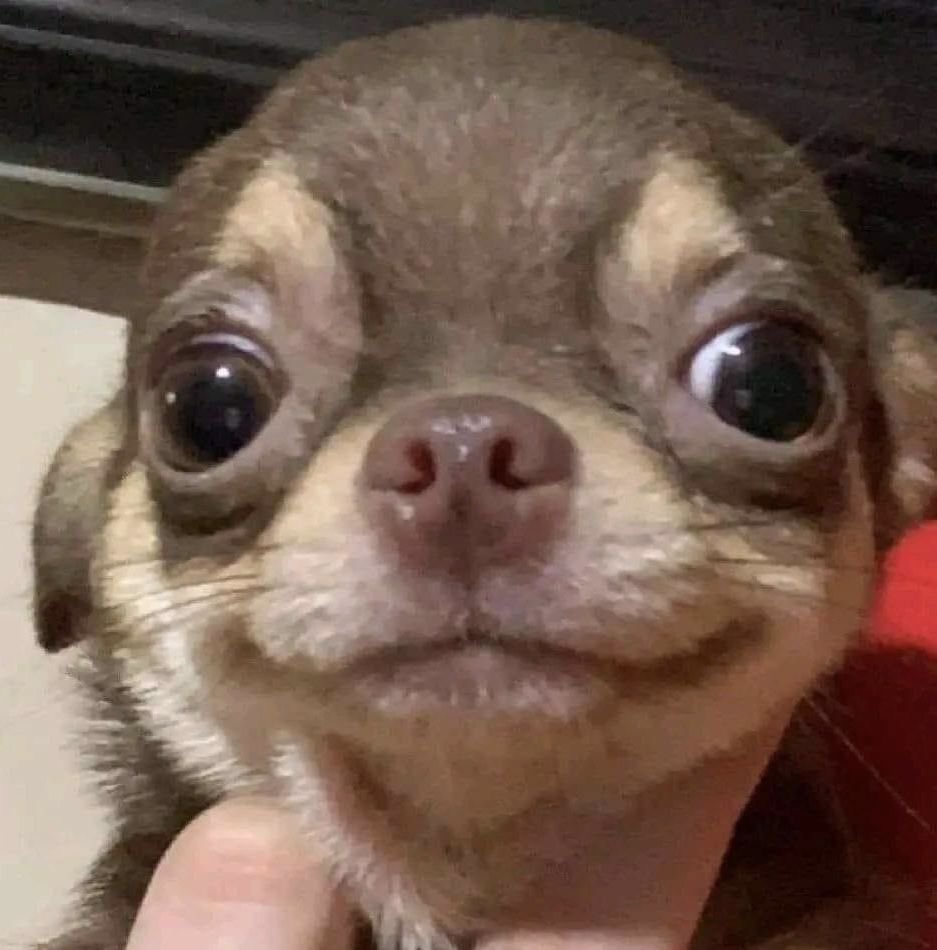 💖 (@twaniimals) on Twitter photo 