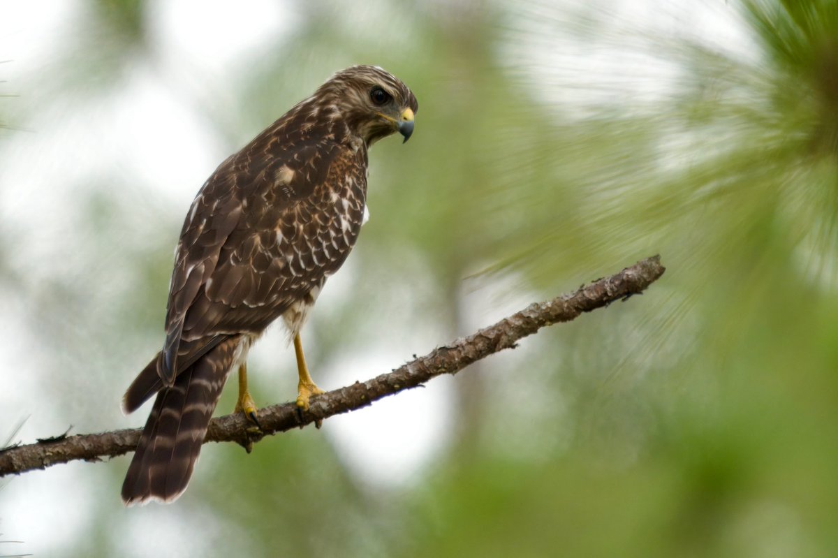 SALEMSHITLER's tweet image. fav pics i’ve taken recently !!!! #cottonmouth #hognose #watersnake #Hawk