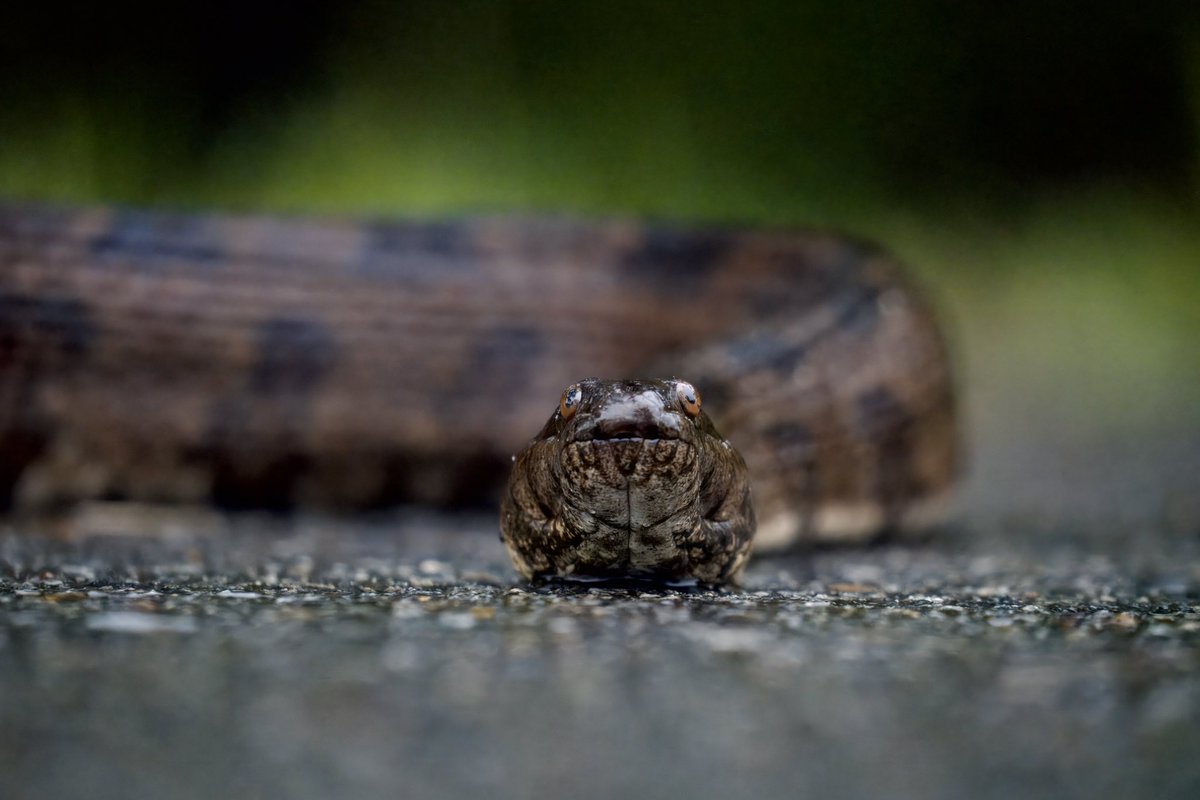 SALEMSHITLER's tweet image. fav pics i’ve taken recently !!!! #cottonmouth #hognose #watersnake #Hawk