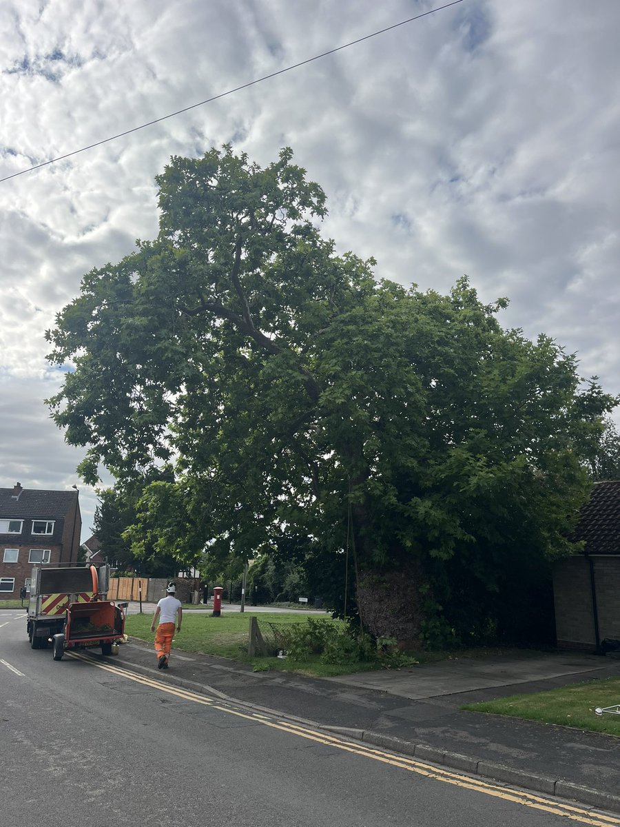 HillTreeCare's tweet photo. London plane reduction carried out in Sutton Coldfield #hilltreecare #tree #arb #arbwork #suttoncoldfield #birmingham #treework https://t.co/4ZgMhmk7ky