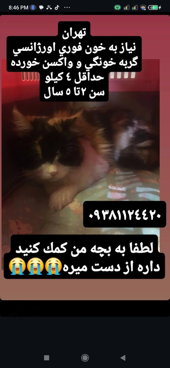 delisa8867's tweet photo. بچه‌های گربه‌ای کمک
#گربه
#امداد_گربه https://t.co/kI8AQTGg8A