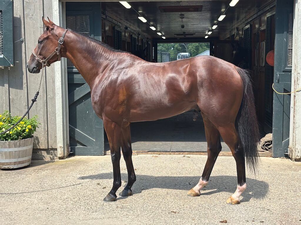 Do you love the <a href="/Reds/">Cincinnati Reds</a>? We have just the horse for you!  

De La Cruz has finished 2nd or 3rd 7 times - including a very close second last out. Headed to <a href="/jagomena/">Julie Gomena</a>
for his steeplechasing career,  he looks like a perfect candidate for hurdles.  

Learn more➡️riverdeestable.com/horse/de-la-cr…