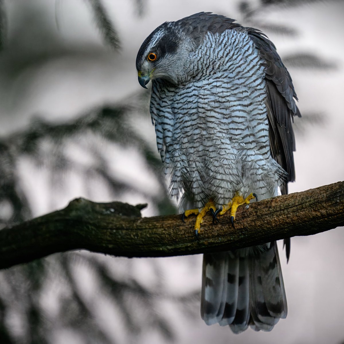 Watchful Goshawk
