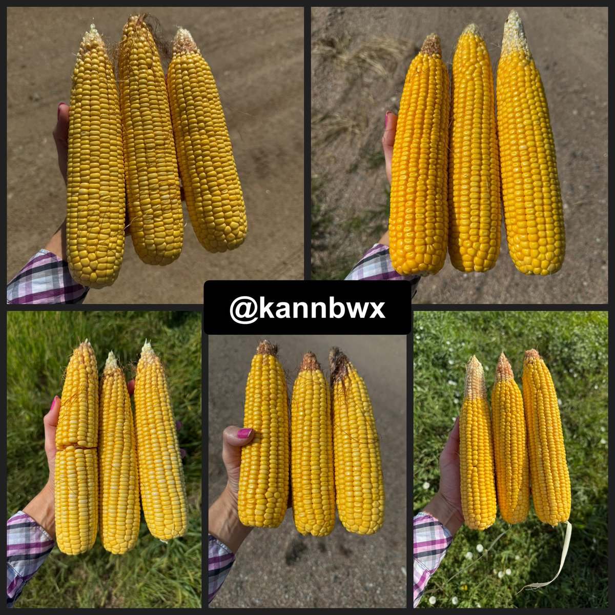 Karen Braun tweet media