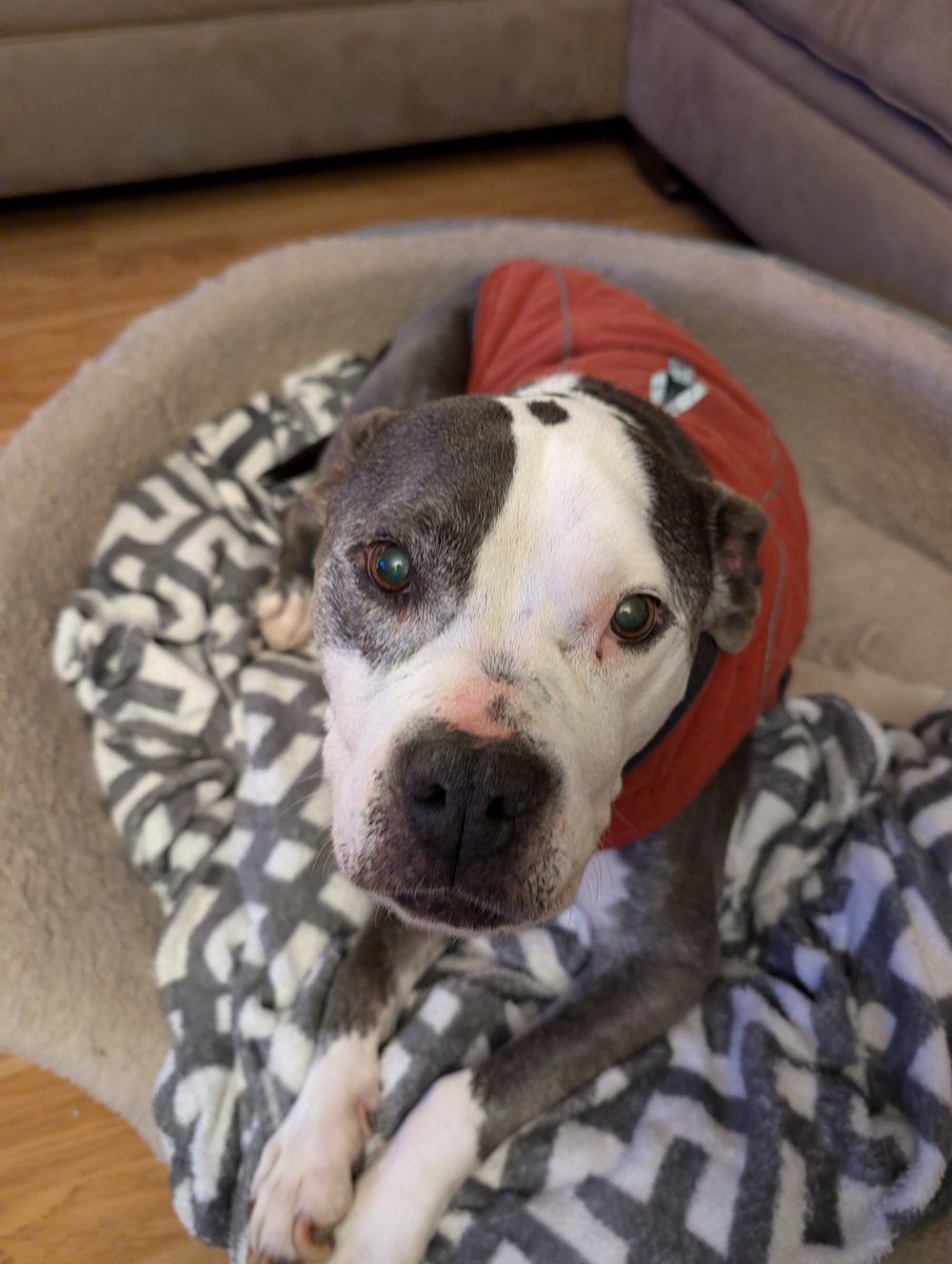 CoachMoag's tweet image. R.I.P Nala. All dogs go to Heaven.