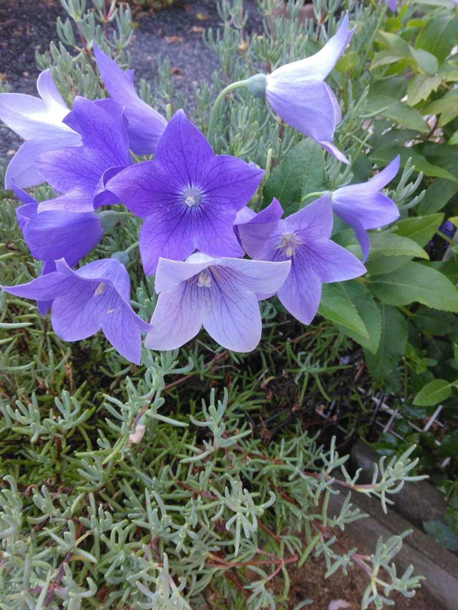 桔梗様*.+゜ 桔梗_kikyo.520 (@520Kikyo) / X