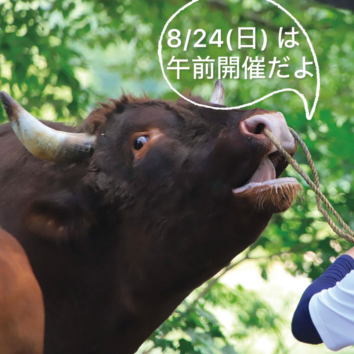 今週末

8/24(日)は...

山古志 牛の角突き 大会開催日❗️

⚠️今回【午前】開催です❗️
⚠️通常開催と時間が異なります！ご注意下さい！

▼牛の角突き
nagaoka-navi.or.jp/event/1985

#牛の角突き #引き分けの文化 #ノーサイド #山古志 #長岡 #新潟