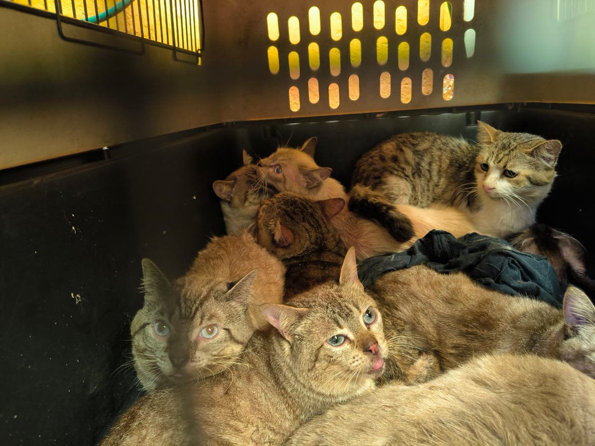 PAOTmx's tweet photo. Rescatamos a 63 gatos que vivían en condiciones de maltrato severo, hacinamiento y sin higiene en un inmueble de #ÁO, en coord con BVA @SSC_CDMX, quienes darán resguardo junto a protectoras. Presentan desnutrición, deshidratación, alopecia, infección en ojos, pulgas y endogamia. https://t.co/QXQ5rscBAf