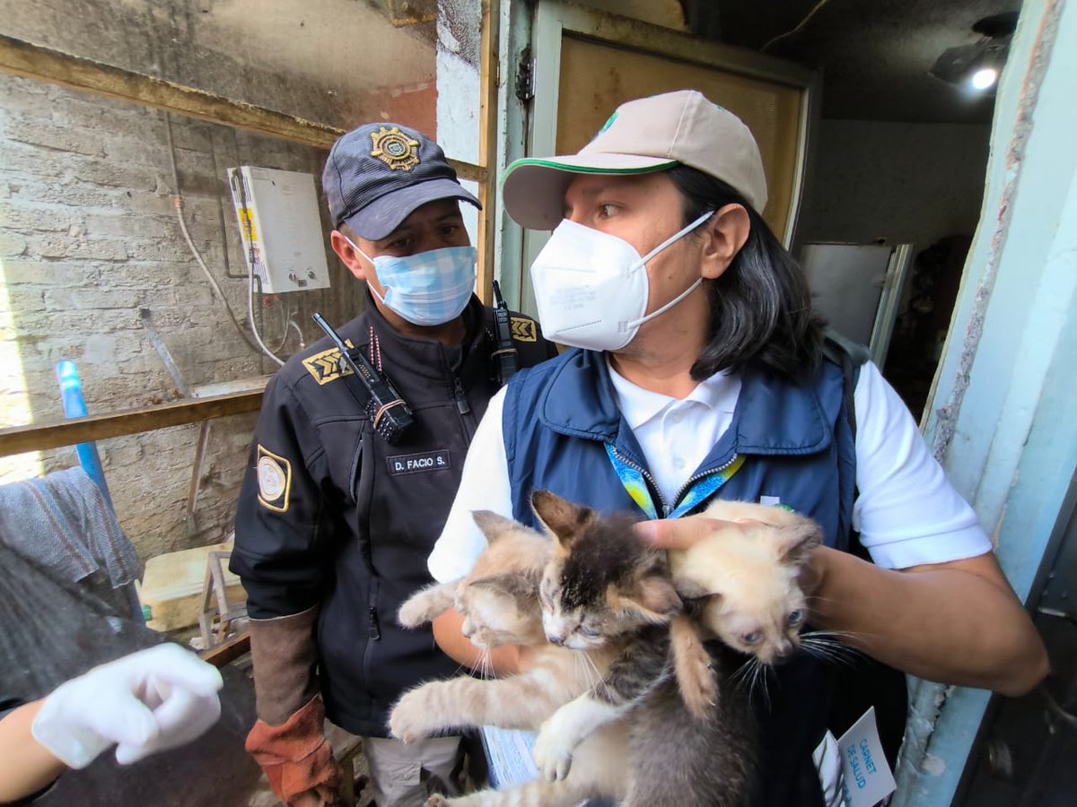 PAOTmx's tweet photo. Rescatamos a 63 gatos que vivían en condiciones de maltrato severo, hacinamiento y sin higiene en un inmueble de #ÁO, en coord con BVA @SSC_CDMX, quienes darán resguardo junto a protectoras. Presentan desnutrición, deshidratación, alopecia, infección en ojos, pulgas y endogamia. https://t.co/QXQ5rscBAf