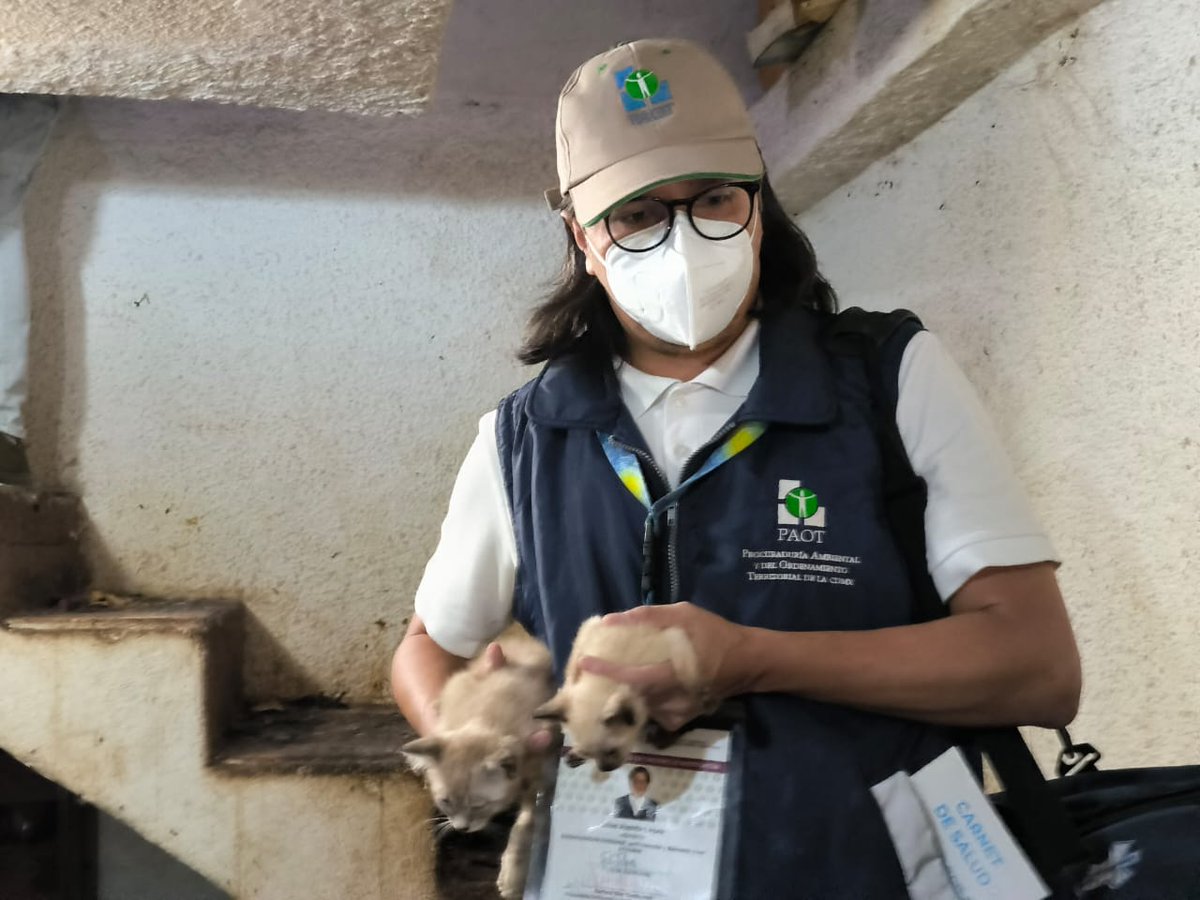 Rescatamos a 63 gatos que vivían en condiciones de maltrato severo, hacinamiento y sin higiene en un inmueble de #ÁO, en coord con BVA <a href="/SSC_CDMX/">SSC CDMX</a>, quienes darán resguardo junto a protectoras. Presentan desnutrición, deshidratación, alopecia, infección en ojos, pulgas y endogamia.
