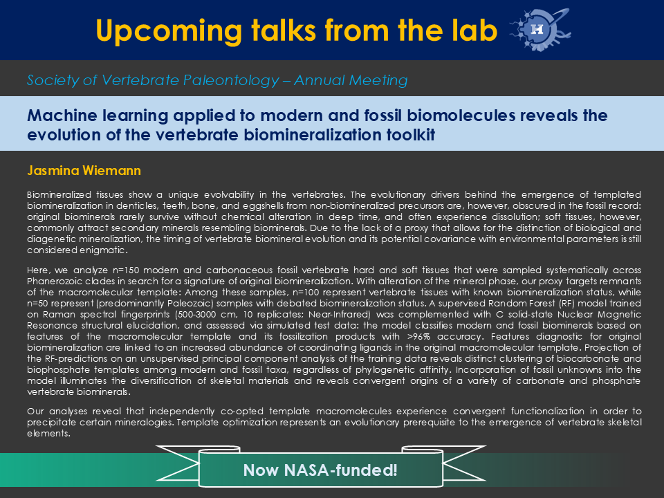 jasmina_wiemann's tweet image. SVP 2025 abstract decisions are out:

I am very excited to share that I will talk about how machine-learning applied to modern and #fossil biomolecules transforms our understanding of the early evolution of the vertebrate (+ outgroup) biomineralization toolkit! [1/2]
