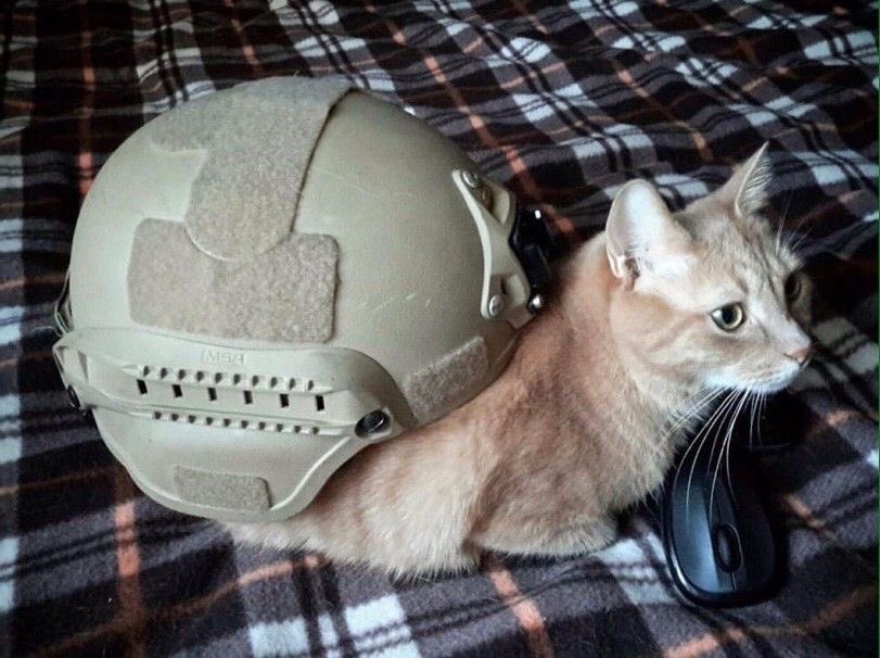 What kind of turtle is this