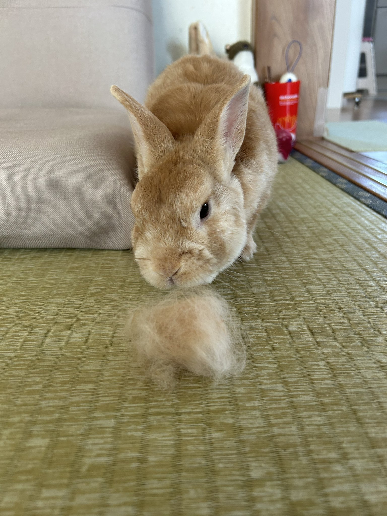 こむぎ (@kogba081) / X