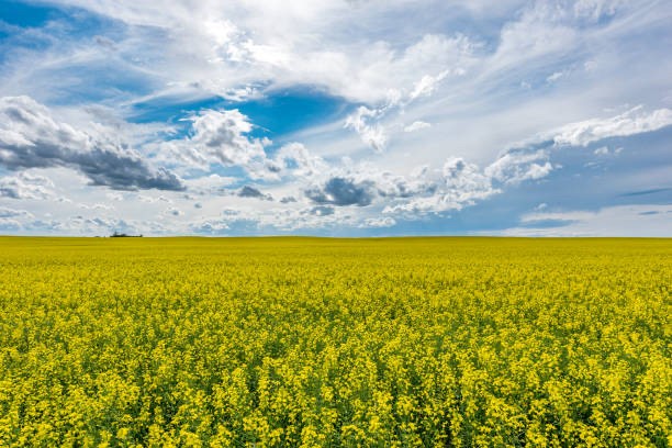 Scott Moe tweet media