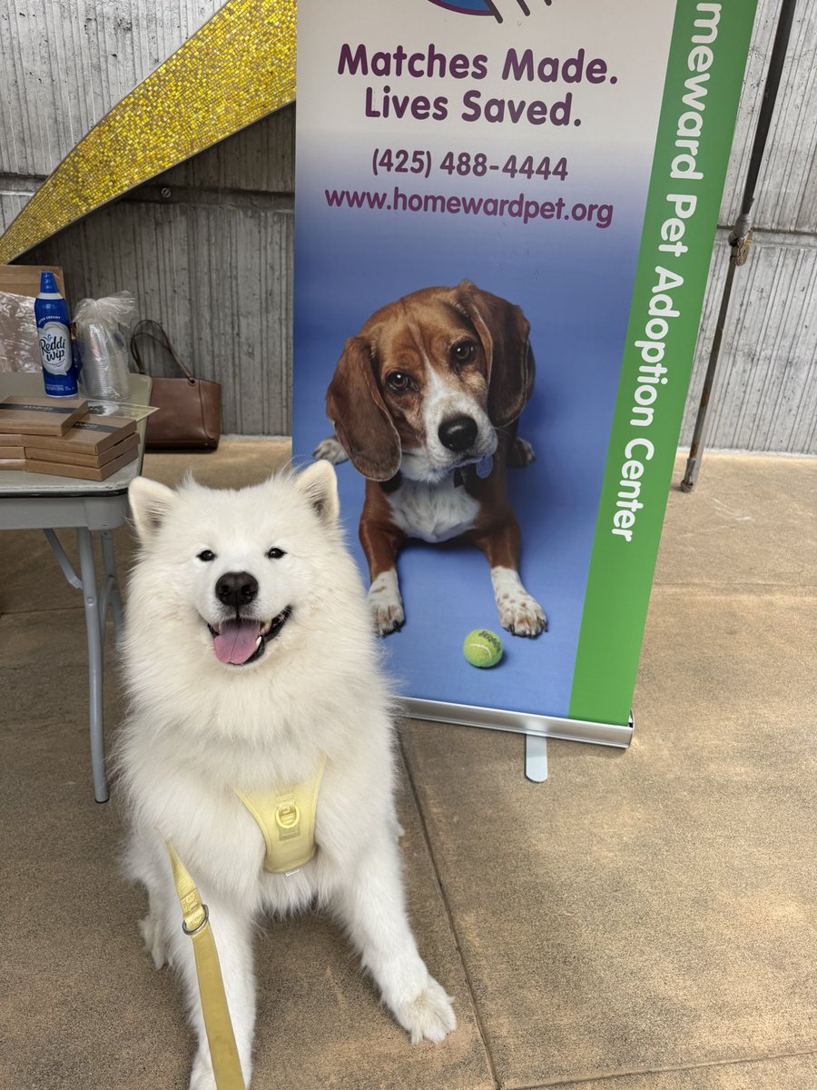 Fun times at Amazon campus to support <a href="/HomewardPet/">Homeward Pet</a> #amazon #dogsofamazon