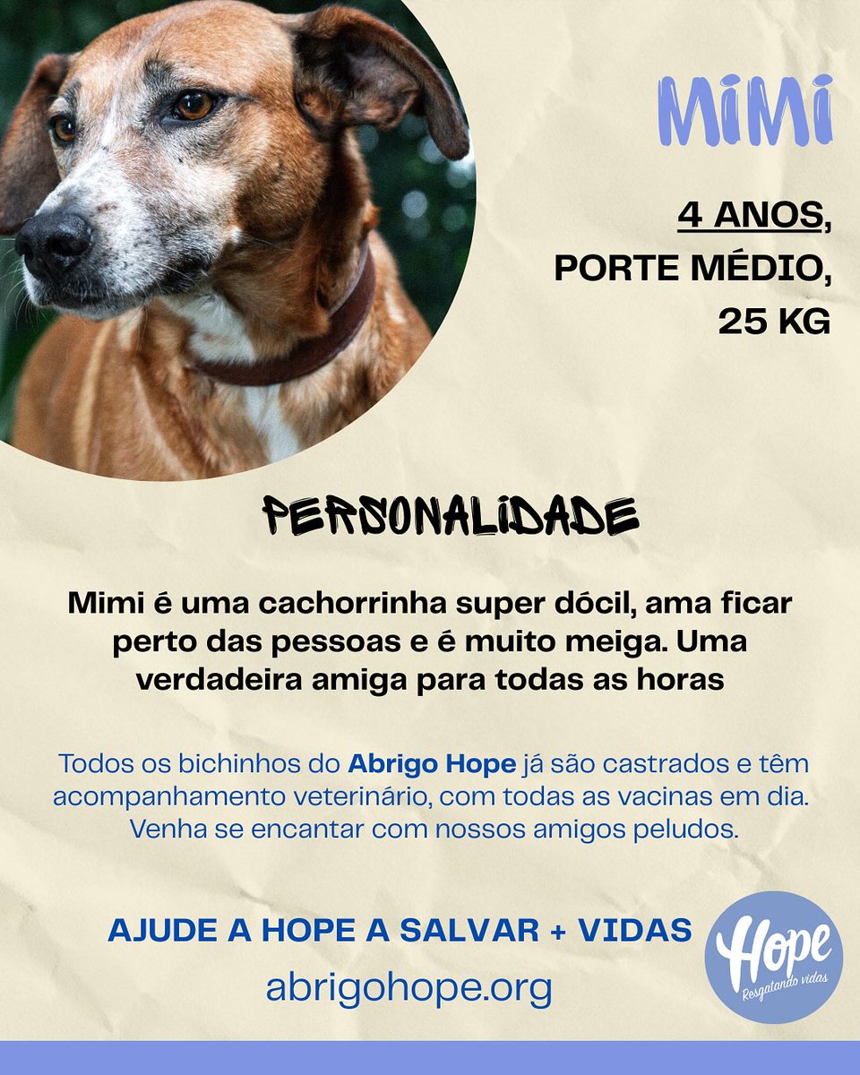 🐶💙 Essa é a Mimi!
Ela tem 4 aninhos, pesa 25kg e é super dócil. Adora estar por perto das pessoas e é daquelas companheiras que estão sempre juntinho de você. 🥰

👉 Quer adotar? Fala com a gente e vem conhecer a Mimi!

 #QuemAmaAdota