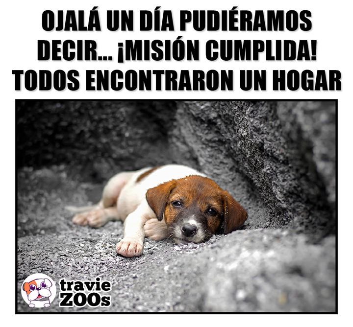 🐾 Cuando la misión sea cumplida🙏🏻

En la grieta del asfalto,
donde el frío se convierte en manta,
y el silencio es la única compañía,
un cachorro se acurruca entre las piedras,
esperando que el mundo recuerde
que también late su corazón.

Su mirada es un espejo sin adornos: