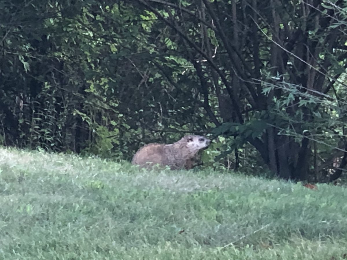 One of the wildlife near my complex. I think this is a groundhog.